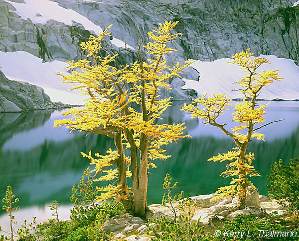 Larch Trees and Inspiration Lake (108k)