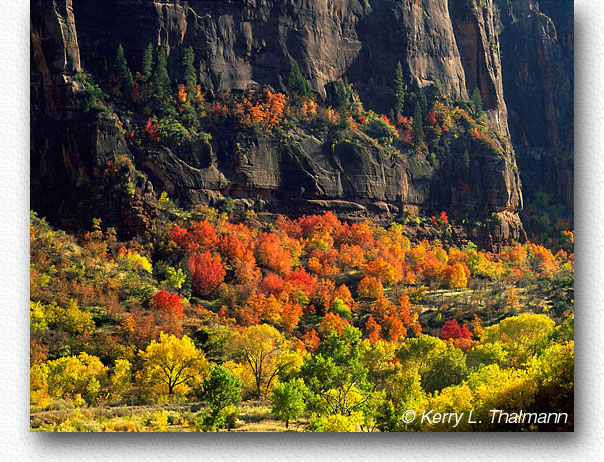 Fall Colors - Zion Canyon (138k)